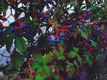 Low angle view of fruits hanging on tree