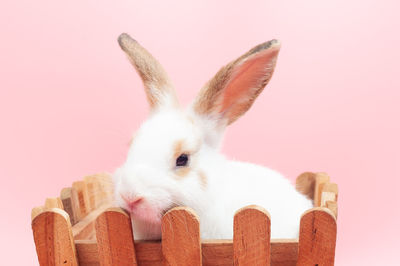 Close-up of a rabbit