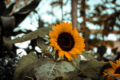 Close-up of sunflower blooming outdoors