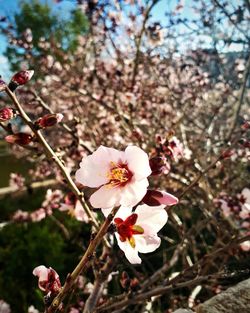 Close-up of pink cherry blossoms in spring