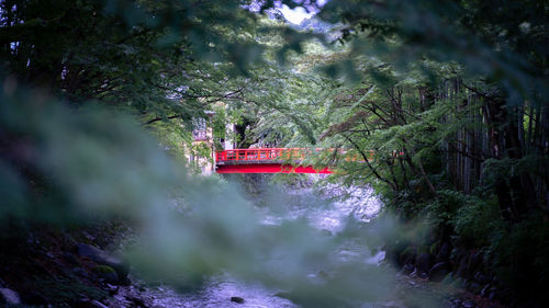 Boat sailing in river amidst trees in forest