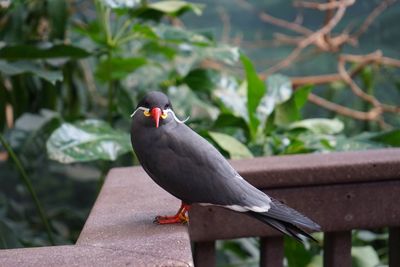 Inca tern bird perching on retaining wall