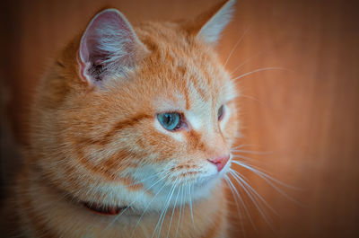 Close-up of a cat looking away