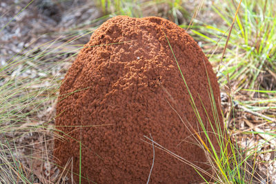 Close-up of lizard on land