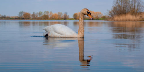 High angle view of large mute swan swans swimming in lake with reflection