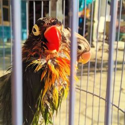 Close-up of parrot in cage