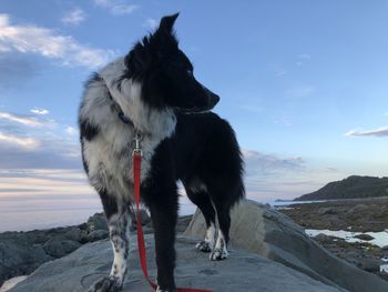 Dog standing on land against sky