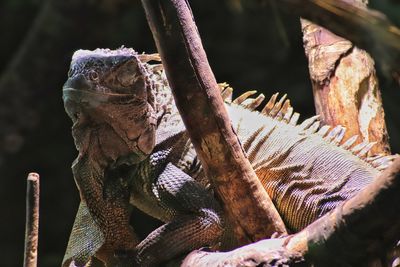 Close-up of lizard on tree