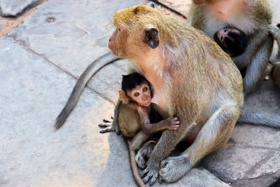 Monkey sitting outdoors