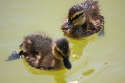 Close-up of a duck in a lake