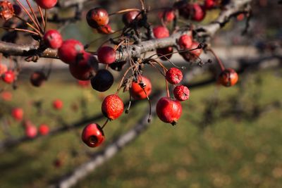 Close-up of red berries on tree