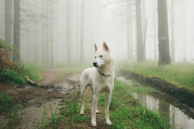 Dog in a forest