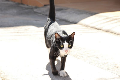 Portrait of cat on footpath