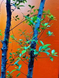 Close-up of tree branch against orange wall