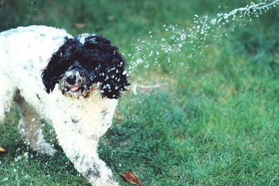 High angle view of water spraying on dog standing in yard