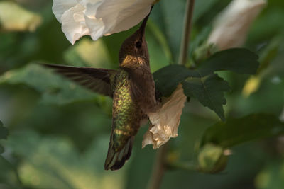 Close-up of bird flying