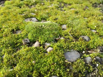 Close-up of mushrooms growing on field