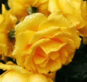 Close-up of yellow rose flower