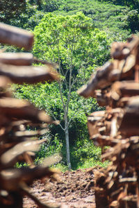 Close-up of plants growing on field