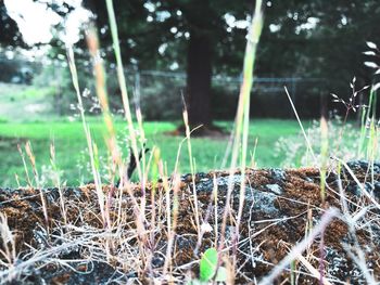 Close-up of plants growing on grassy field