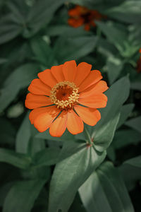 Close-up of orange flower