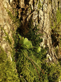 Close-up of moss growing on tree trunk