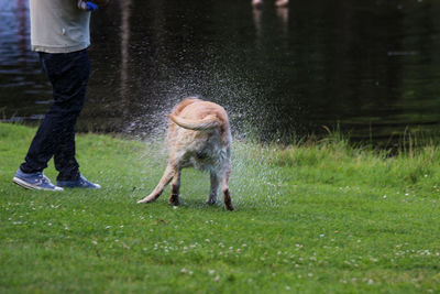 Low section of man with dog on grass