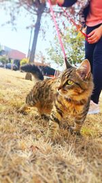 Full length of hand holding cat