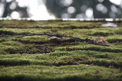 Close-up of rope on field