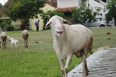 Sheep standing in a field