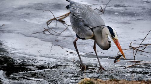 High angle view of gray heron on lake