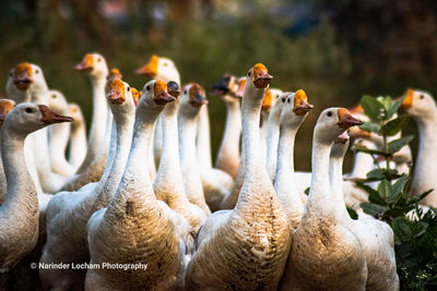 Close-up of birds