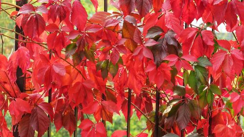 Close-up of red maple leaves on plant during autumn