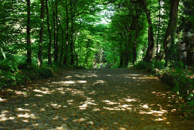 Road amidst trees in forest