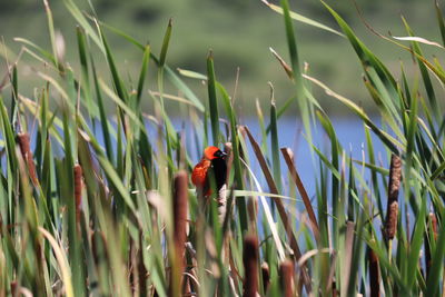 View of ladybug on grass