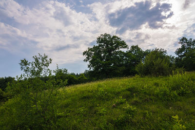 Trees on field against sky