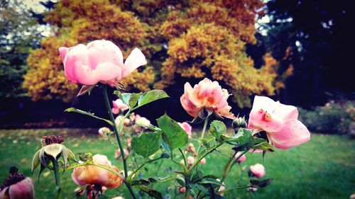 Close-up of flowers blooming outdoors