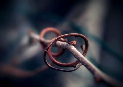 Close-up of twisted twig