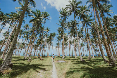 Man walking amidst palm trees at beach
