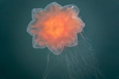 Close-up of jellyfish in water