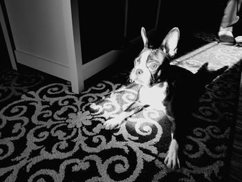 High angle view of dog sitting on floor at home