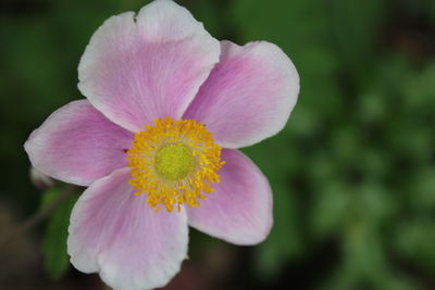 Close-up of pink flower blooming outdoors