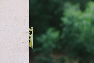 Close-up of insect on leaf against wall