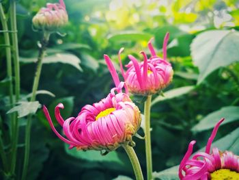 Close-up of pink flowers blooming outdoors