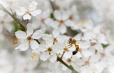 Close-up of white flowers on branch