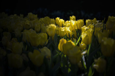 Close-up of yellow flowering plants