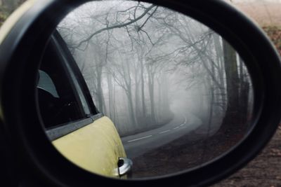 Reflection of trees on side-view mirror