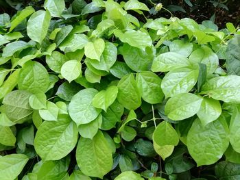 Full frame shot of green leaves
