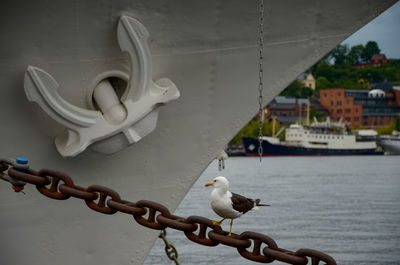 Seagull perching on metallic chain by ship