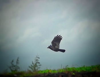 Low angle view of eagle flying against sky